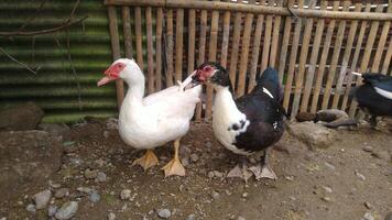 Entok or Mentok livestock, Muscovy ducks in the farmville photo