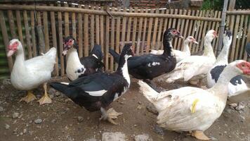 Entok or Mentok livestock, Muscovy ducks in the farmville photo