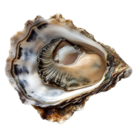 AI generated Oyster isolated on transparent background png