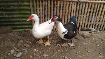 Entok or Mentok livestock, Muscovy ducks in the farmville photo