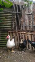 Entok or Mentok livestock, Muscovy ducks in the farmville photo