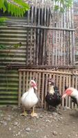 Entok or Mentok livestock, Muscovy ducks in the farmville photo