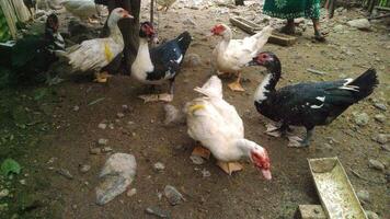 Entok or Mentok livestock, Muscovy ducks in the farmville photo