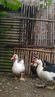 Entok or Mentok livestock, Muscovy ducks in the farmville photo