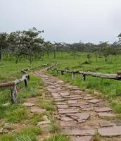 Stone pathway in Siam Tulip field, Thailand photo