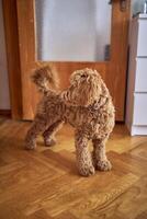 a brown cockapoo against the background of a red door peeks into the owners' bedroom photo