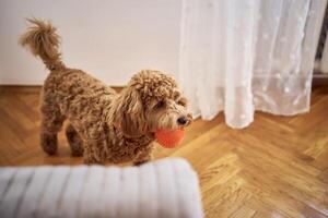 the cockapoo carries a small orange ball in its teeth photo