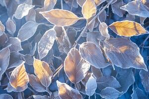 AI generated Icy tranquility Fallen leaves adorned with hoarfrost in a snowy park photo