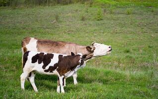 vaca con bebé canoso en el campo. linda becerro pastoreo en el paisajes foto