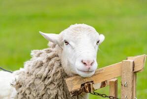 Close up of shared sheep. Spring shearing animal. photo