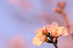 Extreme close-up of pink almond blossoms against blue sky - selective focus9 photo