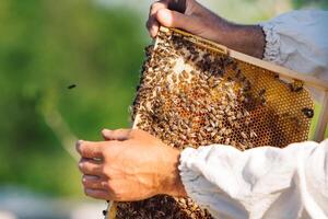 miel abeja marco desde un colmena con colonia colapso trastorno. marco cubierto con abejas. foto