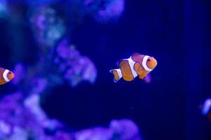 a clownfish or Amphiprion ocellaris swimming alone around anemn and coral photo