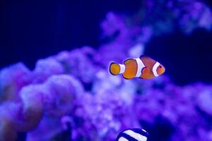 a clownfish or Amphiprion ocellaris swimming alone around anemn and coral photo