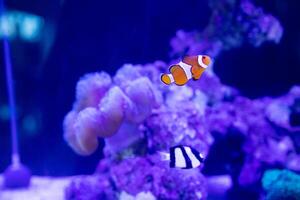 a group of humbug fish or dascyllus damselfish and black african clownfish swimming together around anemones and coral photo