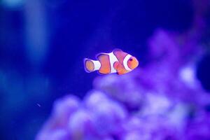 a clownfish or Amphiprion ocellaris swimming alone around anemn and coral photo