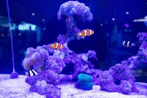 a group of humbug fish or dascyllus damselfish and black african clownfish swimming together around anemones and coral photo