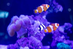 a group of humbug fish or dascyllus damselfish and black african clownfish swimming together around anemones and coral photo