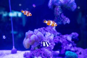 a group of humbug fish or dascyllus damselfish and black african clownfish swimming together around anemones and coral photo