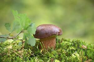 pinar Rey bolete seta creciente en el bosque foto