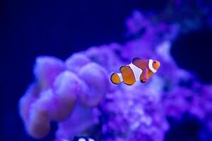 a clownfish or Amphiprion ocellaris swimming alone around anemn and coral photo