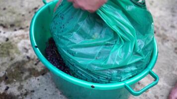 Grape-treading or grape-stomping in traditional winemaking. Senior farmer separates grapes from a bunch in traditional way. Grapes are trampled by barefoot man to release juices and begin fermentation video