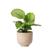 ai gegenereerd calathea orbifolia PNG geïsoleerd Aan transparant achtergrond