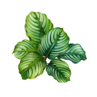 ai generado calathea orbifolia png aislado en transparente antecedentes