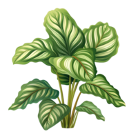 ai generiert Calathea orbifolia png isoliert auf transparent Hintergrund