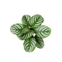 AI generated Calathea orbifolia png isolated on transparent background