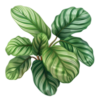 ai gegenereerd calathea orbifolia PNG geïsoleerd Aan transparant achtergrond