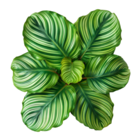 ai gegenereerd calathea orbifolia PNG geïsoleerd Aan transparant achtergrond