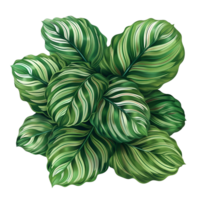 AI generated Calathea orbifolia png isolated on transparent background