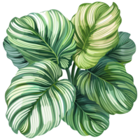 AI generated Calathea orbifolia png isolated on transparent background