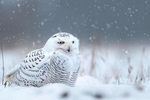 AI generated Snowy owl sitting on the plain with snowflakes.Generative Ai photo