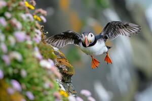 AI generated Closeup shot of an Atlantic puffin sflying with a blurred background.Generative Ai photo