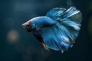 AI generated Colorful Siamese Fighting Fish, Betta Splendens.Generative Ai photo