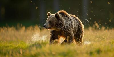 AI generated brown bear in the wild.Generative Ai photo