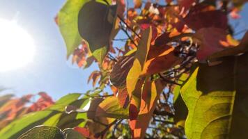 reif Kakis schmücken Baum Geäst. Kakis hängen von Baum Geäst mit beschwingt Blätter im Herbstgeküsst Garten, präsentieren Natur saisonal Übergang. organisch Landwirtschaft Produktion. Öko Landwirtschaft video