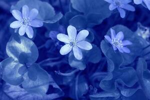 hermosa modelo con hojas en un azul antecedentes . primavera antecedentes . impresión para libro cubiertas, textil, tela, embalaje regalo papel foto