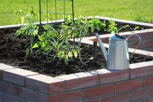 A modern vegetable garden with raised briks beds with growing tomato photo