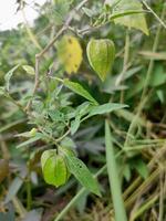 Close up photo of ground cherry, ciplukan, physalis peruviana plants, herbal fruit