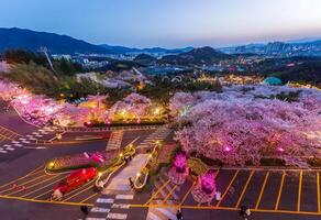 Night view of Cherry Blossom festival at Daegu E-World.Daegu,South Korea. photo