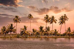 Kerala backwaters with palms on sunset photo
