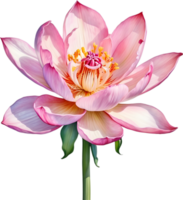 ai généré aquarelle La peinture de Brahma Kamal fleur. png