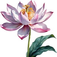 AI generated Watercolor painting of Brahma Kamal flower. png