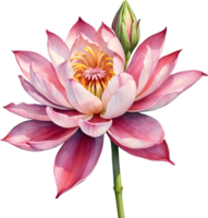 AI generated Watercolor painting of Brahma Kamal flower. png