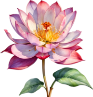 AI generated Watercolor painting of Brahma Kamal flower. png