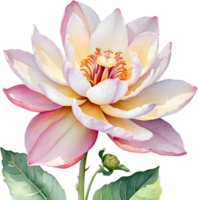 AI generated Watercolor painting of Brahma Kamal flower. png