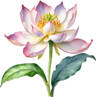 AI generated Watercolor painting of Brahma Kamal flower. png